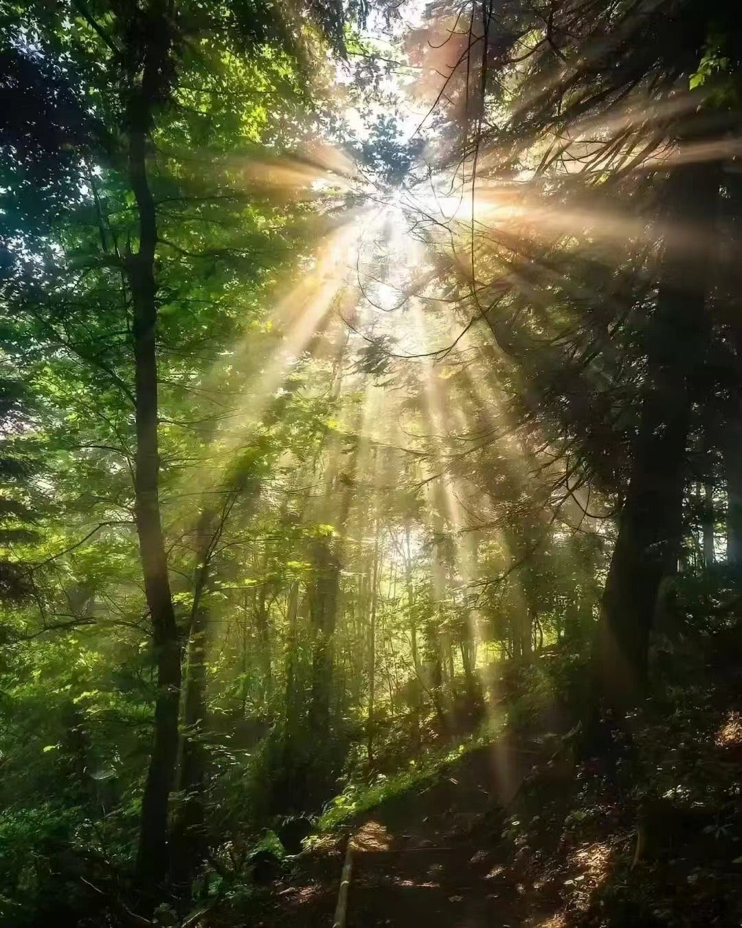 Rainbow Sapphire 18k Gold Earring (Item No. SA101)